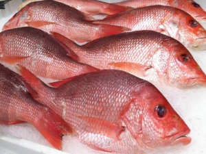 Red snapper frozen in block