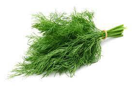 Dill fresh