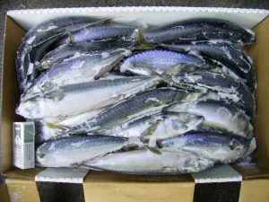 Mackerel